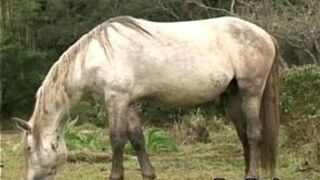 Интенсивный трах без презерватива с симпатичным латиноамериканским геем - порно видео