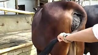 Моя собака - порно видео